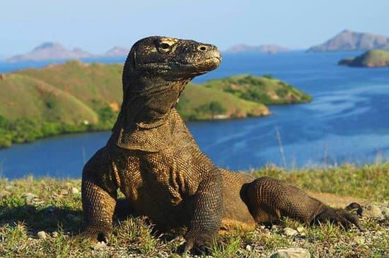 Pulau Komodo dan Padar, Labuan Bajo